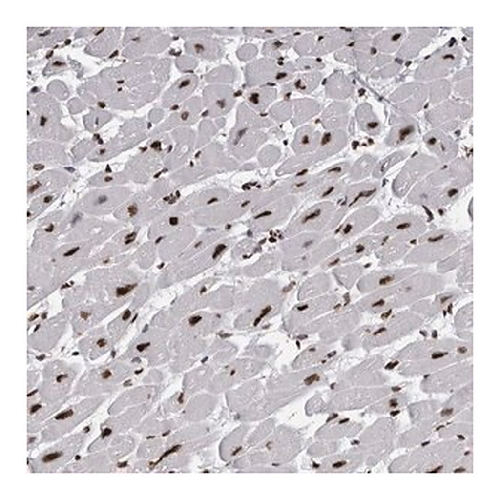 Merck Anti-ALPK3 antibody produced in rabbit