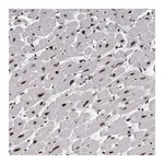 Merck Anti-ALPK3 antibody produced in rabbit