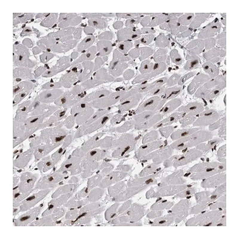 Merck Anti-ALPK3 antibody produced in rabbit