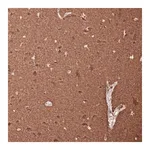 Merck Monoclonal Anti-TUBB3 antibody produced in mouse