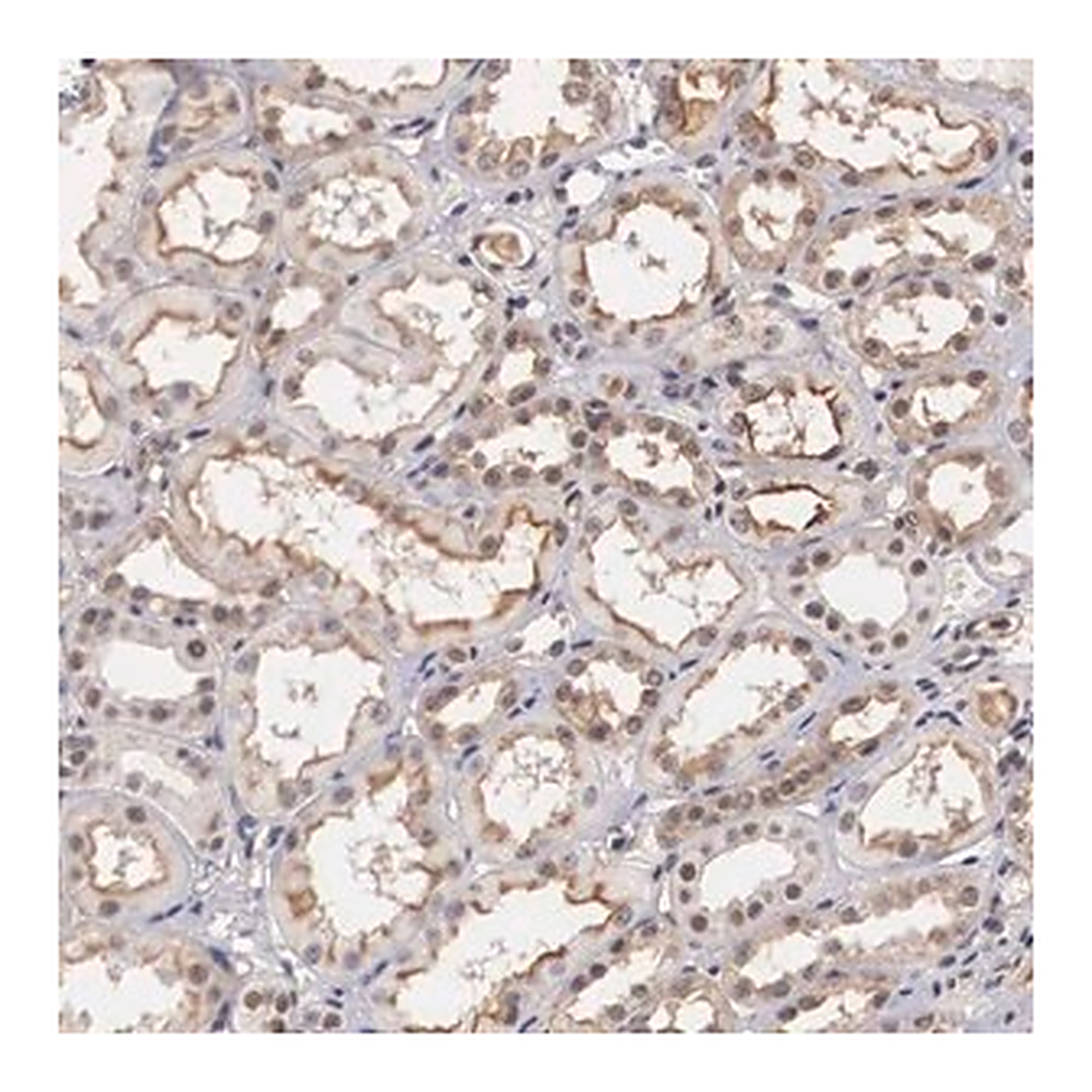 Merck Anti-NR4A2 antibody produced in rabbit