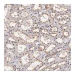 Merck Anti-NR4A2 antibody produced in rabbit