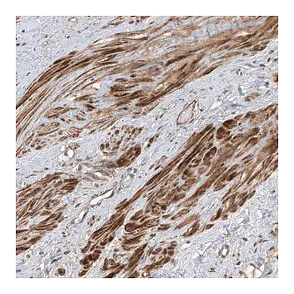 Merck Anti-LATS1 antibody produced in rabbit