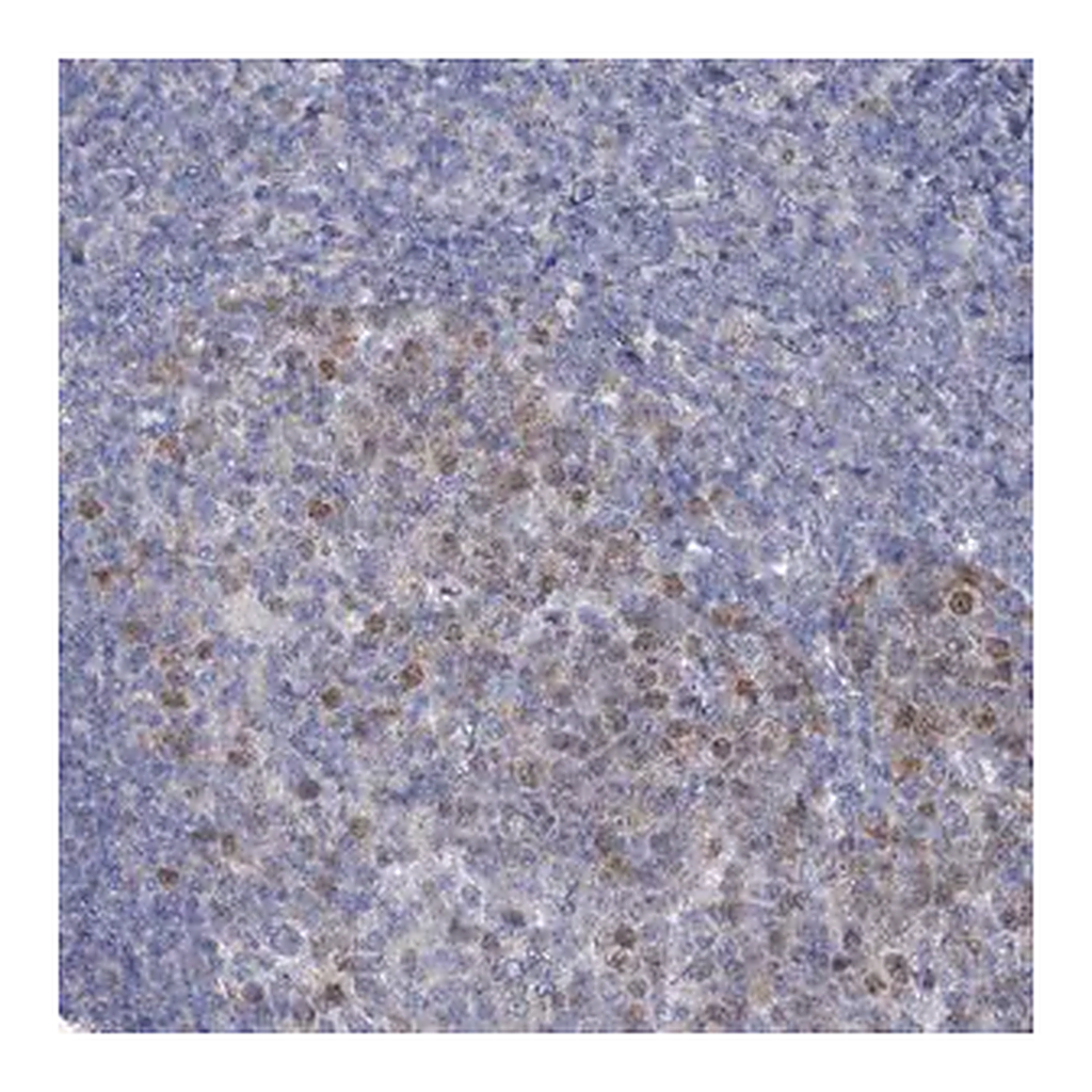 Merck Anti-FAM111B antibody produced in rabbit