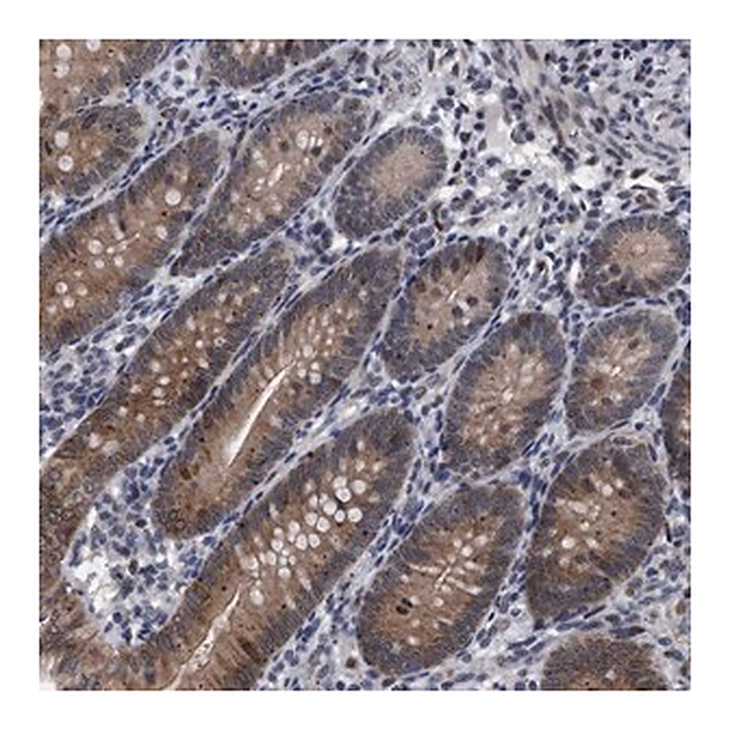 Merck Anti-ERMP1 antibody produced in rabbit