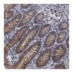 Merck Anti-ERMP1 antibody produced in rabbit