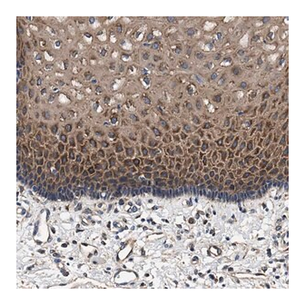 Merck Anti-SH3GL1 antibody produced in rabbit