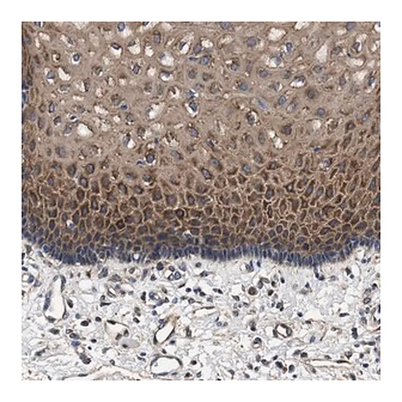 Merck Anti-SH3GL1 antibody produced in rabbit