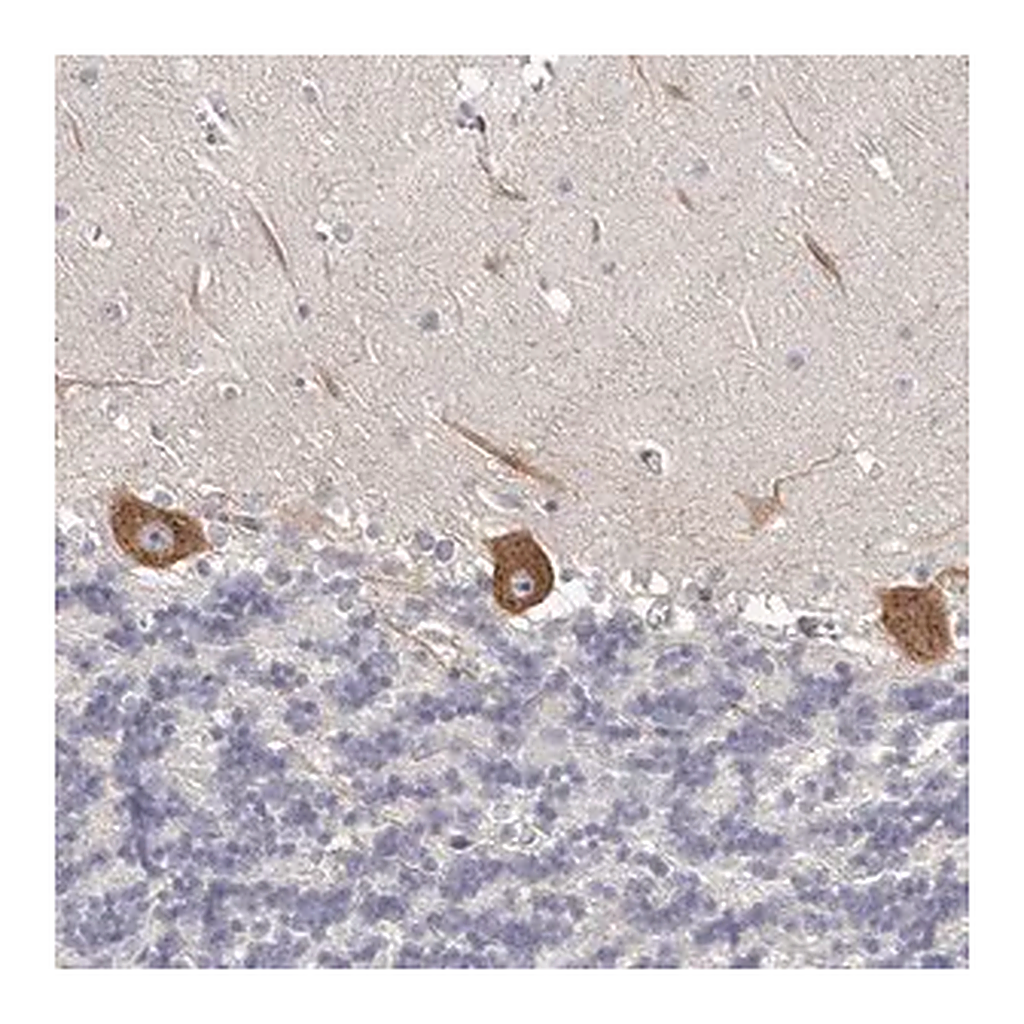 Merck Anti-OTUD3 antibody produced in rabbit