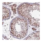 Merck Anti-CLK3 antibody produced in rabbit