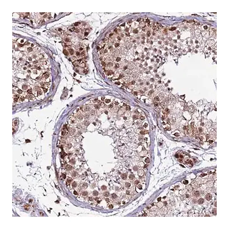 Merck Anti-CLK3 antibody produced in rabbit