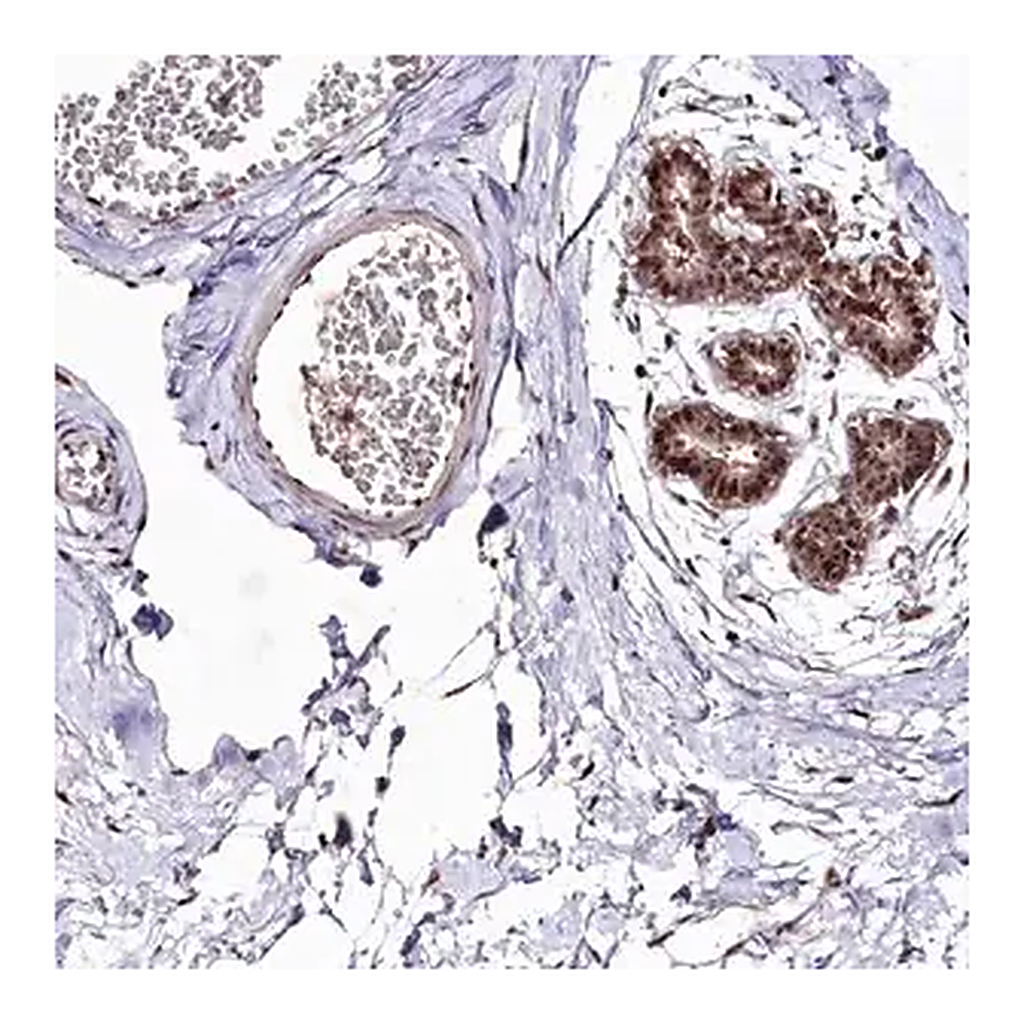 Merck Anti-DMP1 antibody produced in rabbit