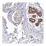 Merck Anti-DMP1 antibody produced in rabbit
