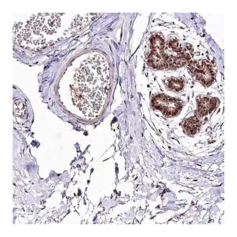 Merck Anti-DMP1 antibody produced in rabbit