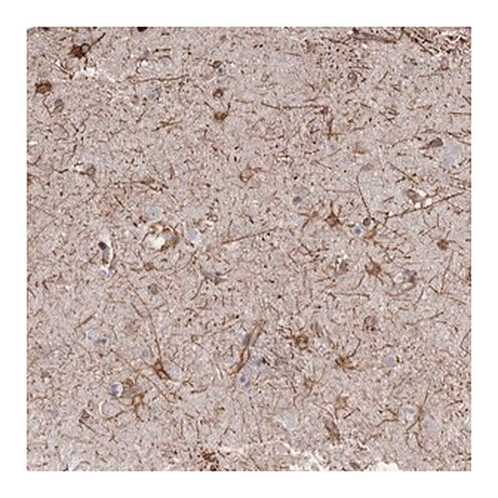 Merck Anti-MTURN antibody produced in rabbit