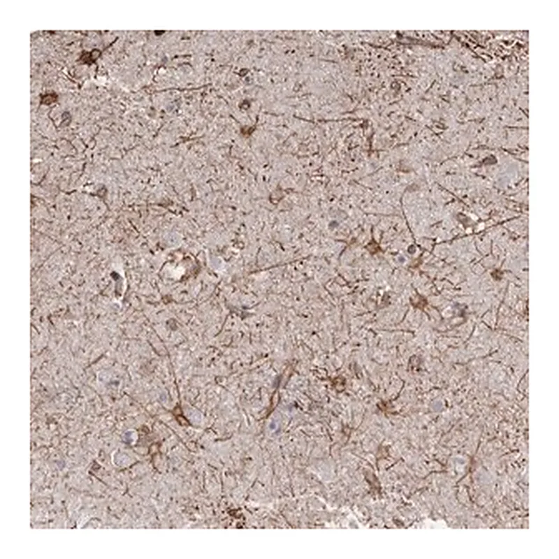 Merck Anti-MTURN antibody produced in rabbit