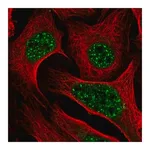 Merck Anti-DLX2 antibody produced in rabbit