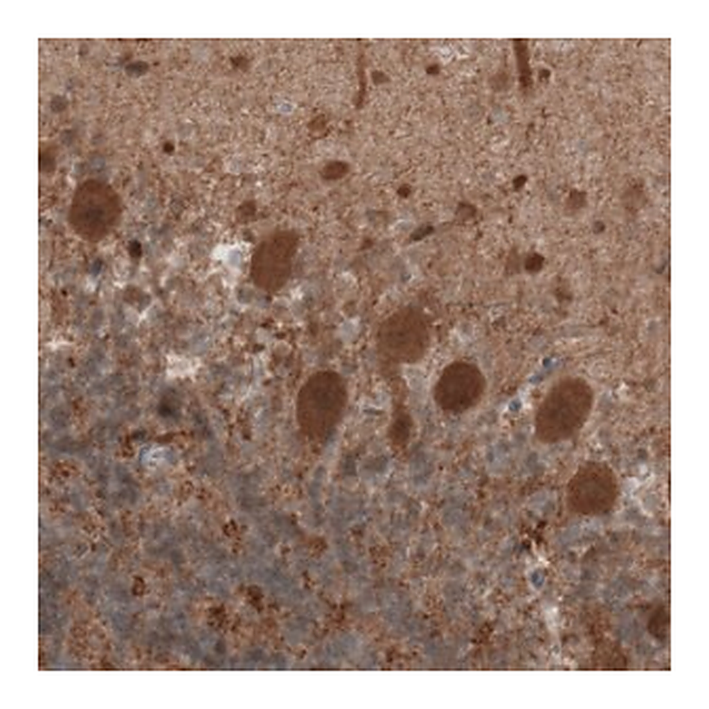 Merck Monoclonal Anti-UCHL1 antibody produced in mouse