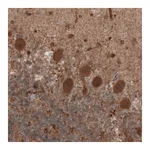 Merck Monoclonal Anti-UCHL1 antibody produced in mouse