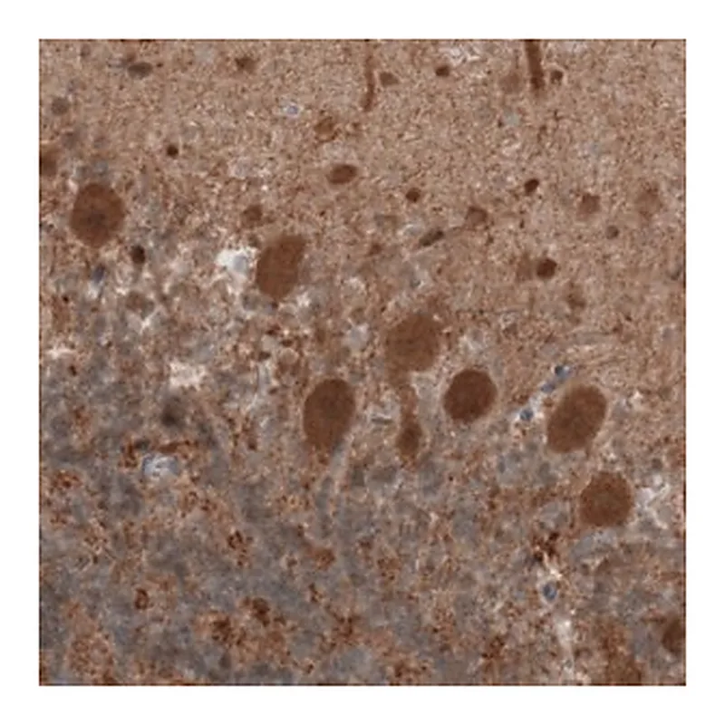 Merck Monoclonal Anti-UCHL1 antibody produced in mouse