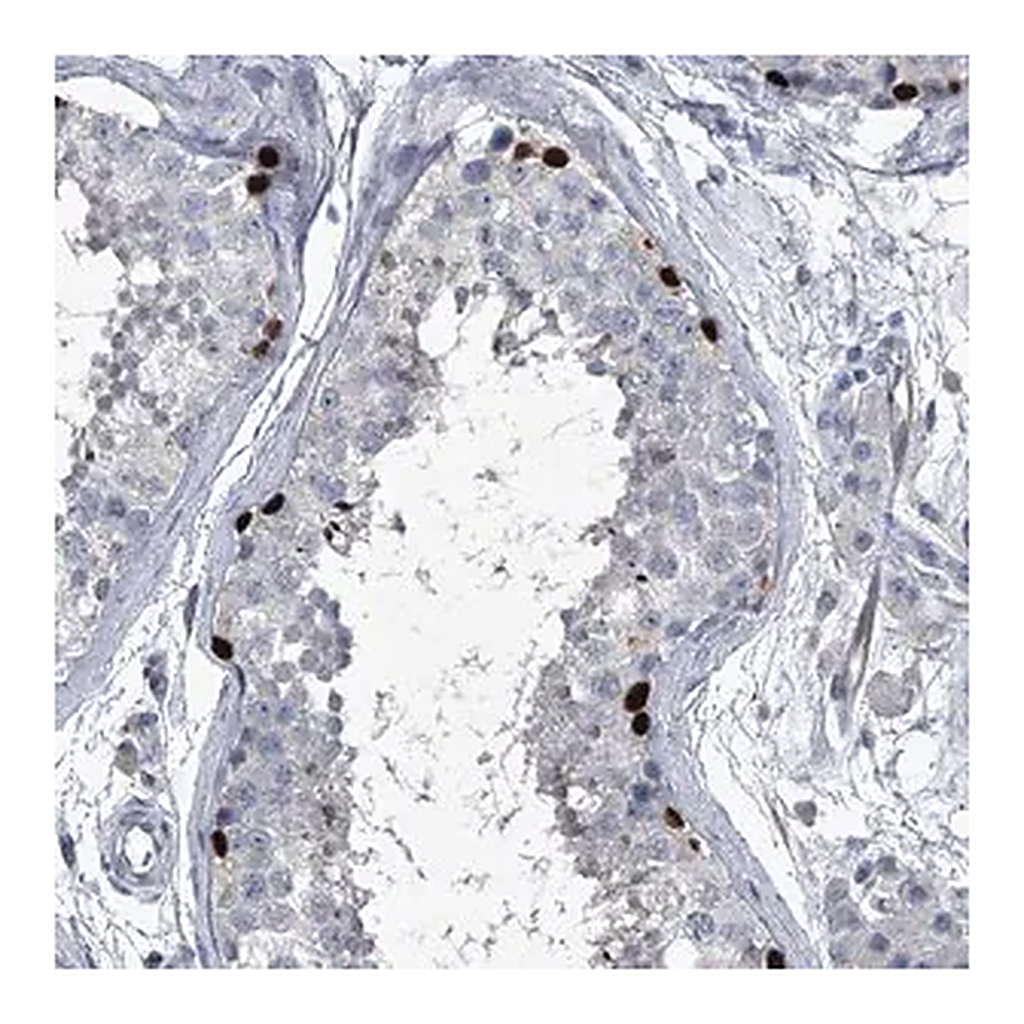 Merck Anti-HEPHL1 antibody produced in rabbit