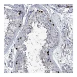 Merck Anti-HEPHL1 antibody produced in rabbit
