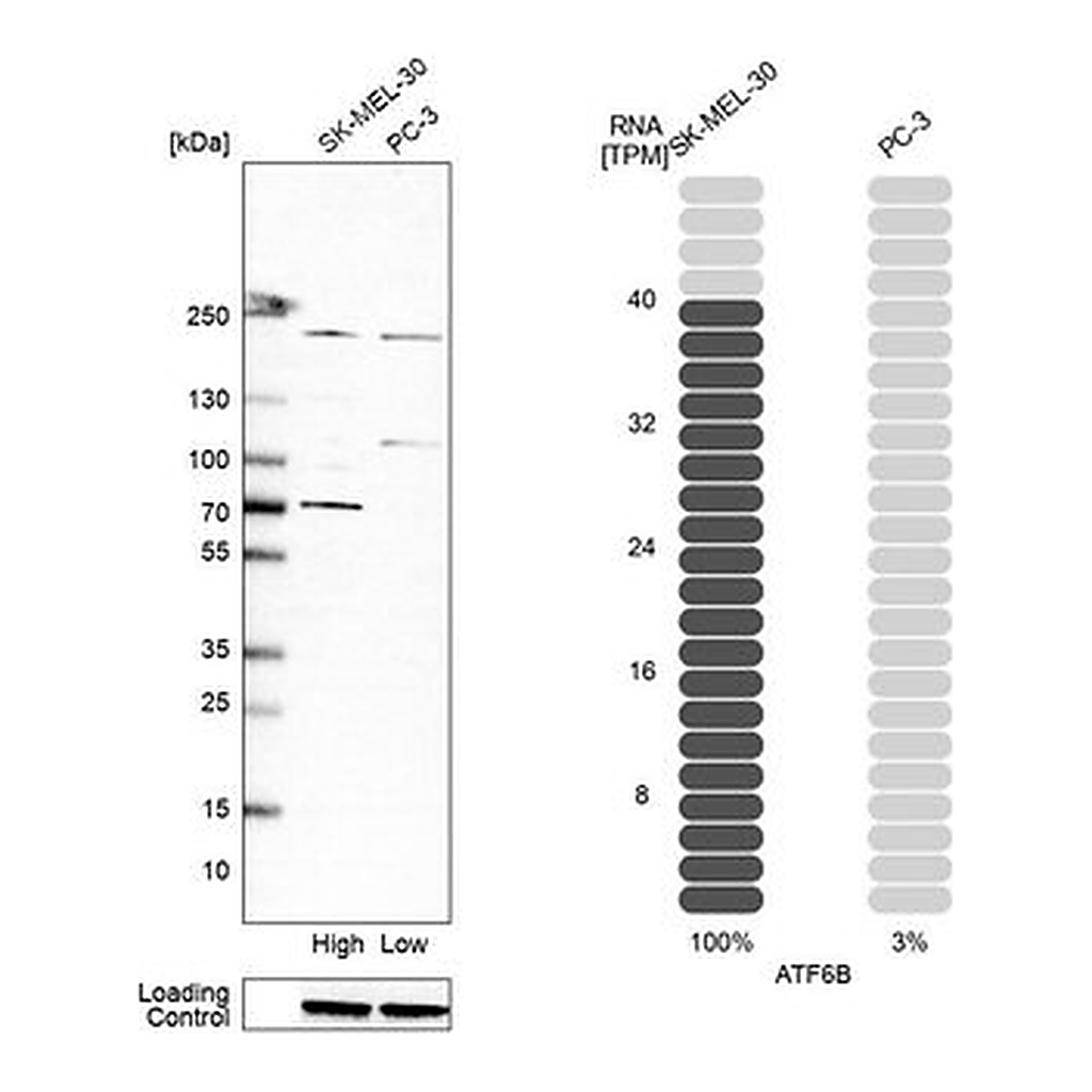 Merck Anti-ATF6B antibody produced in rabbit