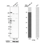 Merck Anti-ATF6B antibody produced in rabbit