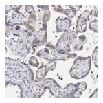 Merck Anti-MOSPD2 antibody produced in rabbit