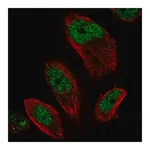 Merck Anti-EMSY antibody produced in rabbit