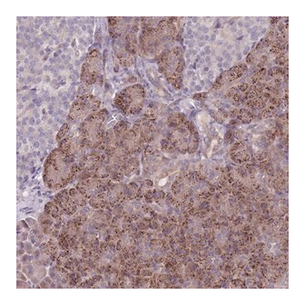 Merck Anti-VRK2 antibody produced in rabbit