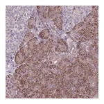 Merck Anti-VRK2 antibody produced in rabbit