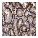 Merck Anti-FAM222A antibody produced in rabbit