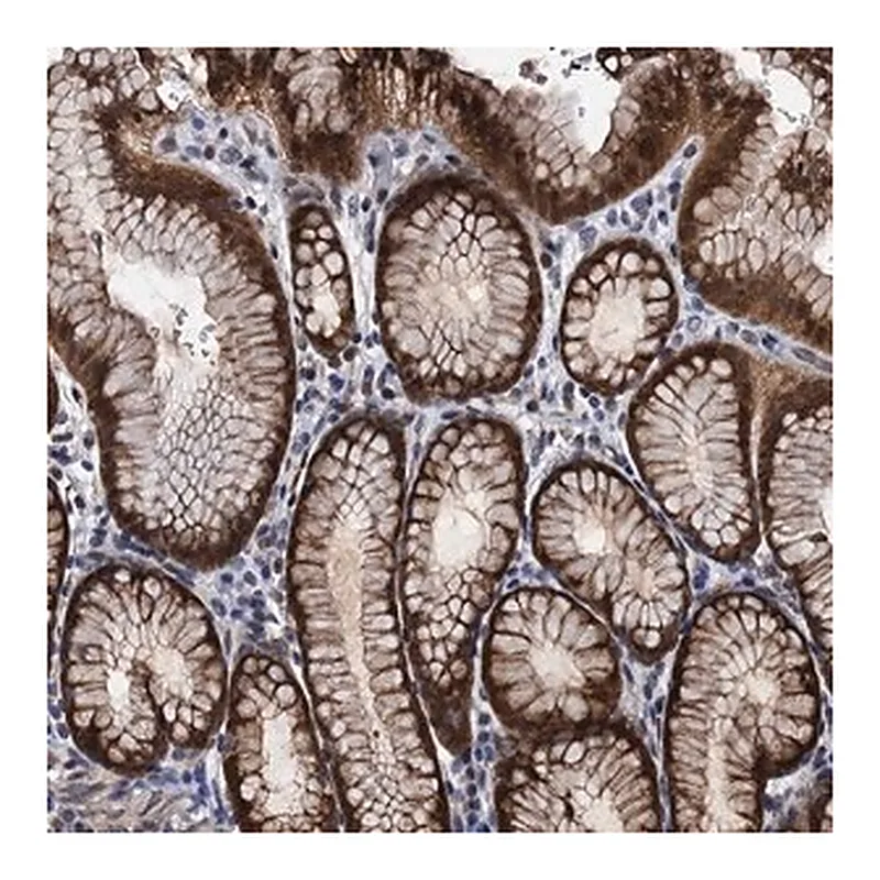 Merck Anti-FAM222A antibody produced in rabbit