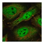 Merck Anti-SCAF1 antibody produced in rabbit