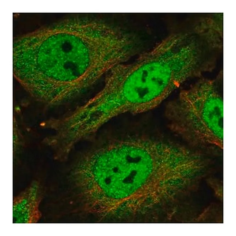Merck Anti-SCAF1 antibody produced in rabbit