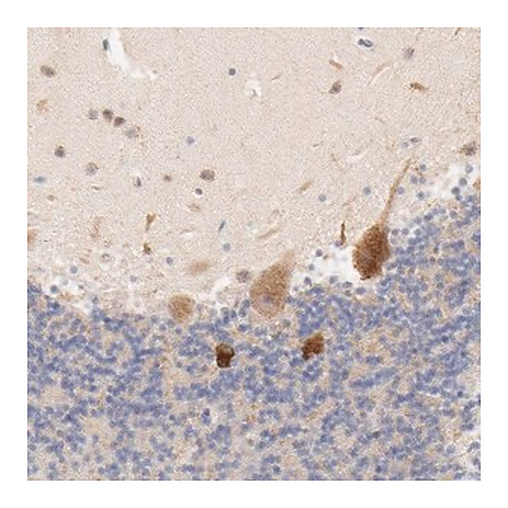 Merck Anti-MTERF2 antibody produced in rabbit
