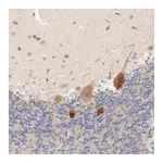 Merck Anti-MTERF2 antibody produced in rabbit