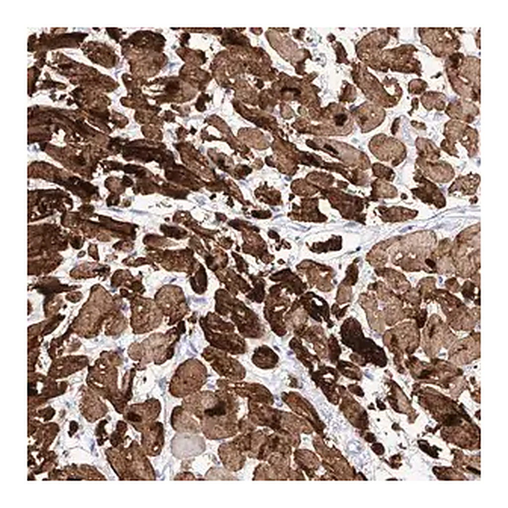 Merck Anti-TRPC7 antibody produced in rabbit