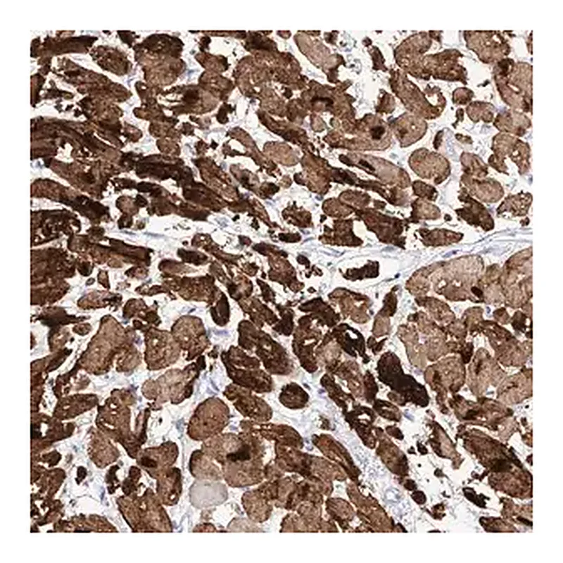 Merck Anti-TRPC7 antibody produced in rabbit