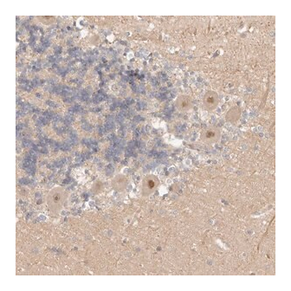 Merck Anti-AHDC1 antibody produced in rabbit