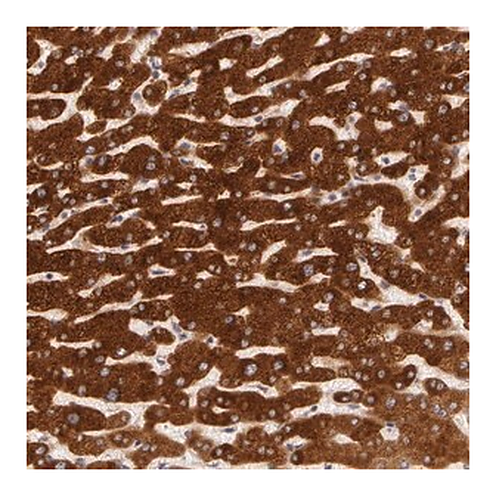 Merck Anti-PACS2 antibody produced in rabbit