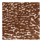 Merck Anti-PACS2 antibody produced in rabbit
