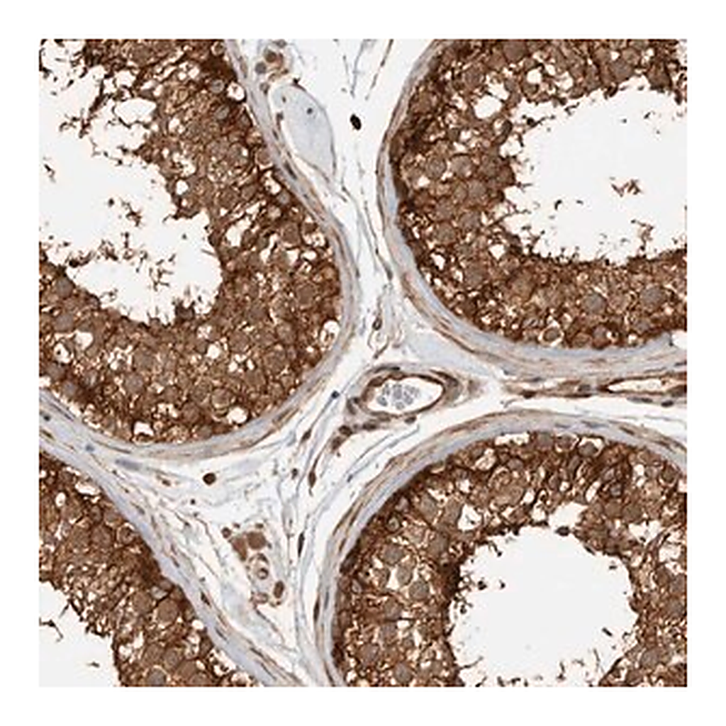 Merck Anti-CNTROB antibody produced in rabbit