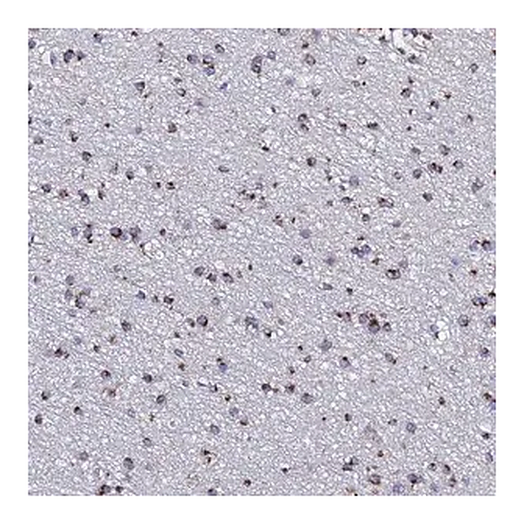 Merck Anti-BORCS8 antibody produced in rabbit