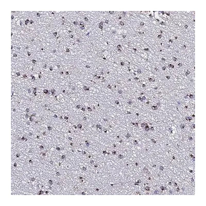 Merck Anti-BORCS8 antibody produced in rabbit