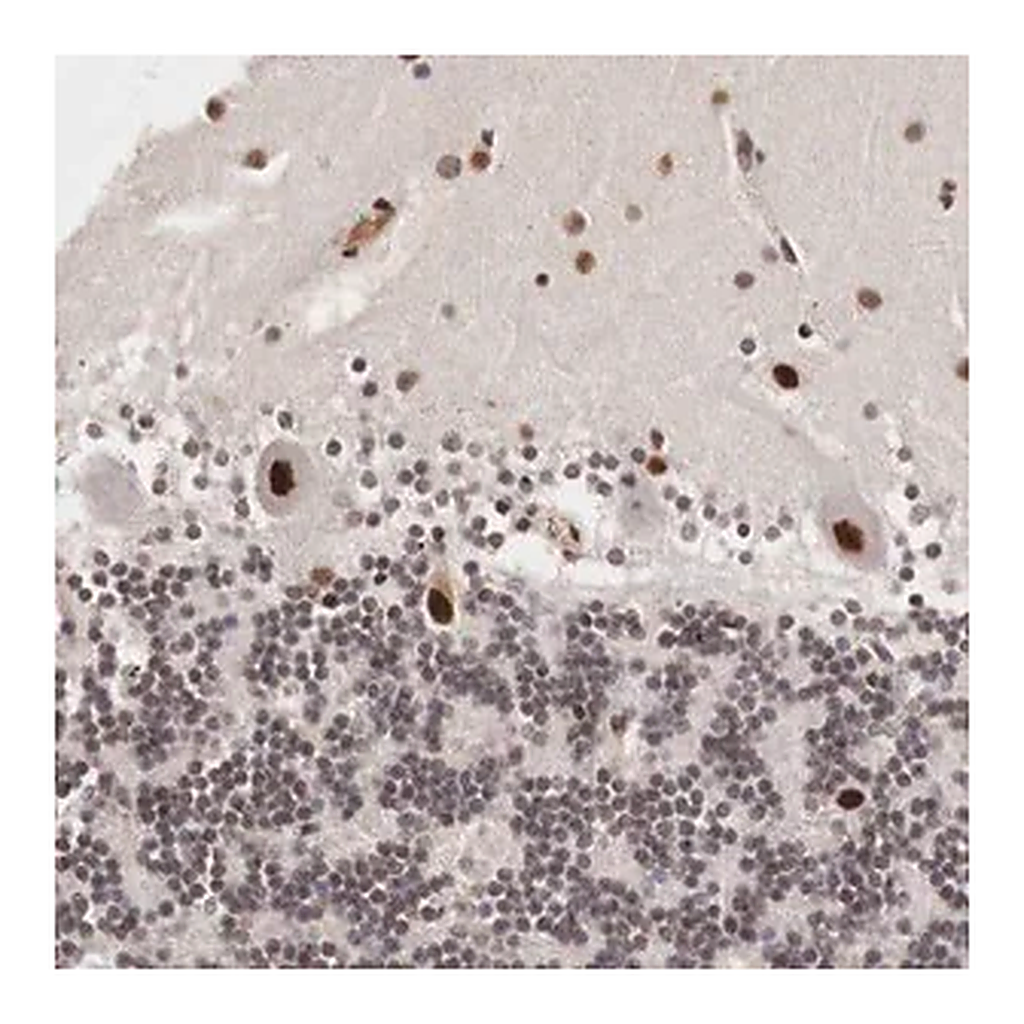 Merck Anti-DACH2 antibody produced in rabbit