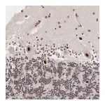 Merck Anti-DACH2 antibody produced in rabbit