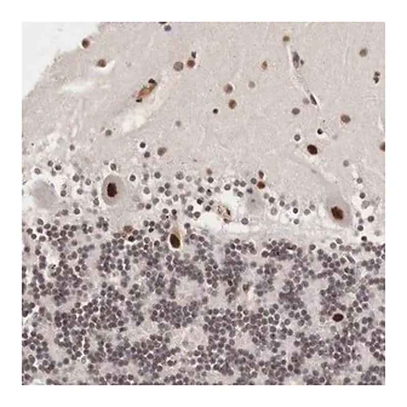 Merck Anti-DACH2 antibody produced in rabbit