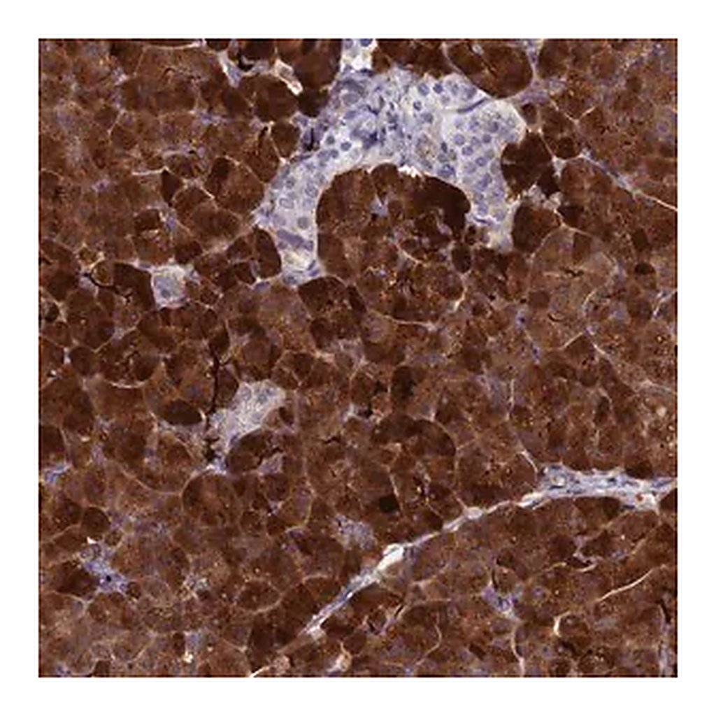 Merck Anti-REG1A antibody produced in rabbit